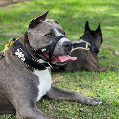 24K9 Kontroller Head Halter - No-Pull Dog Training Solution