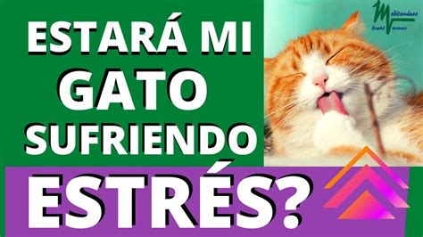 CÓMO PUEDO SABER SI MI GATO ESTÁ ESTRESADO YouTube