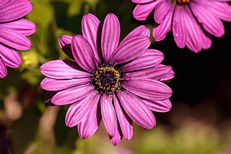 66 Osteospermum Ecklonis Fotos Imágenes e Fondo para Descarga Gratuita