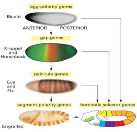 Biol Lecture Drosophila Body Plan Segmentation Flashcards Quizlet