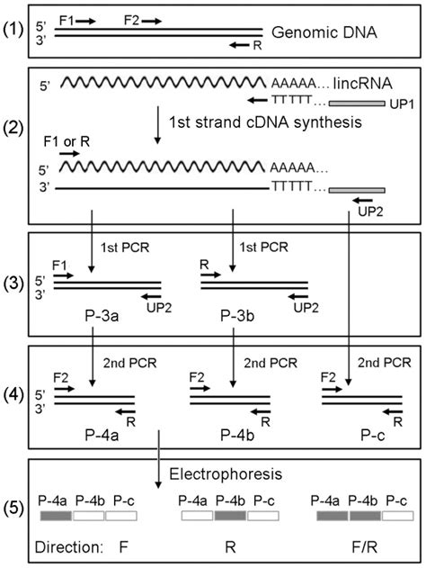 Relative Locations Of Primers F F And R On A Target Locus