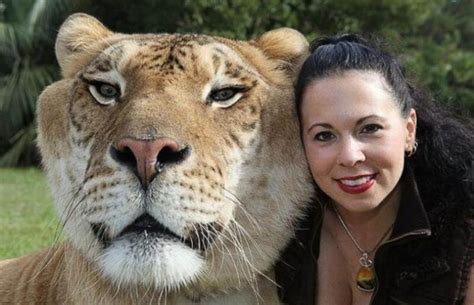 Hercules The Liger The Biggest Cat