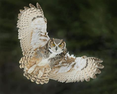 Great Horned Owl Wings Spread