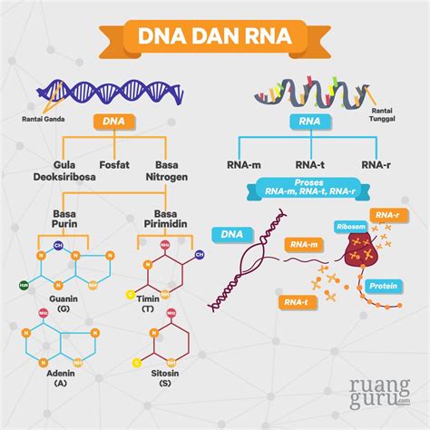 Perbedaan Dna Dan Rna