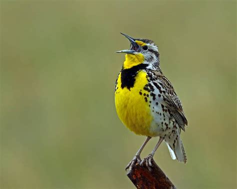 Discover The Official State Bird Of Oregon A Z Animals