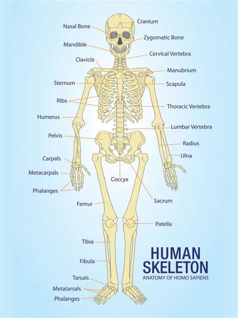 Human Skeleton Anatomy Anatomical Chart Poster Print Posters