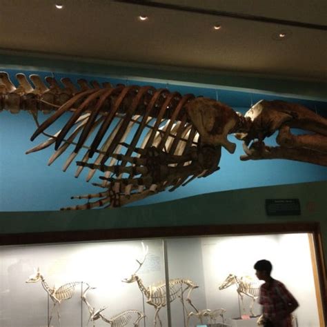 Photos At Osteology Hall Of Bones Smithsonians National Museum Of