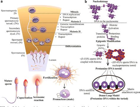 Figure 1 From Posttranslational Modifications In Spermatozoa And