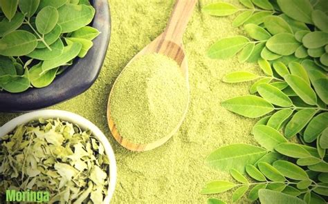 Le Moringa Un Super Aliment Nutritif Nappilla