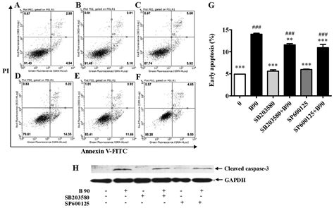 Berberine Hydrochloride IL 8 Dependently Inhibits Invasion And IL 8