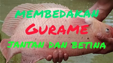 Cara Memilih Indukan Gurame Besar Membedakan Jantan Dan Betina YouTube