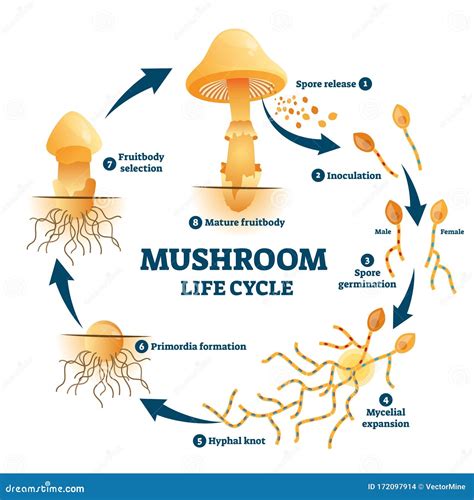 Spore Formation Diagram