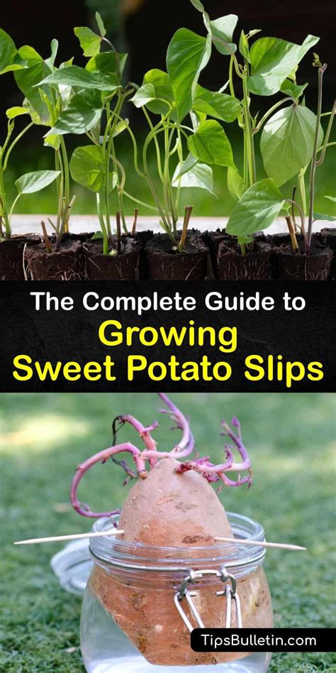 The Complete Guide To Growing Sweet Potato Slips Growing Sweet Potatoes Sweet Potato Slips