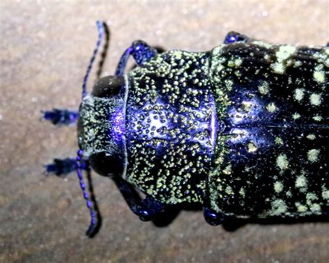 Buprestid Lampetis Webbii Pena Blanca Lake AZ 8 24 17 Flickr