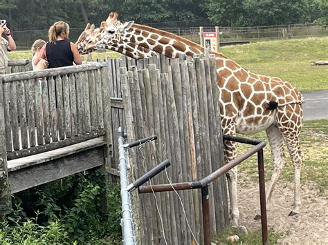 We Spent a Wild Night Camping at Six Flags Great Adventure's Safari