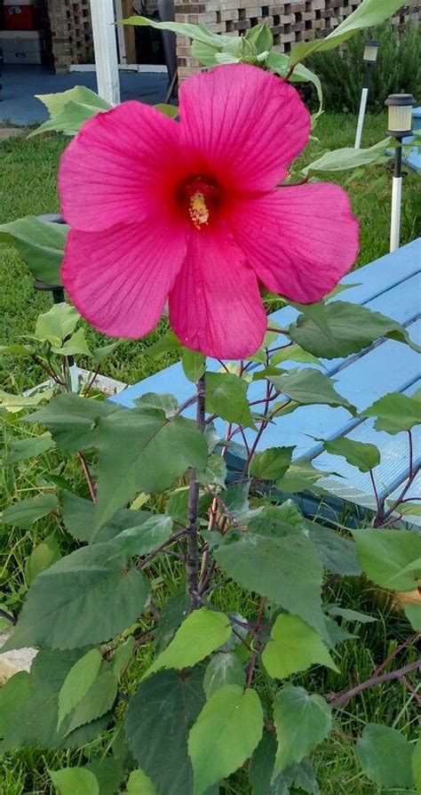 Dinner Plate Hibiscus Hibiscus Plants Dinner Plates