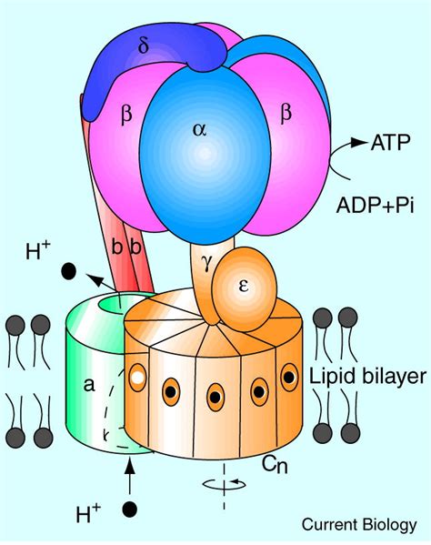 Quick Guide Atp Synthase Current Biology