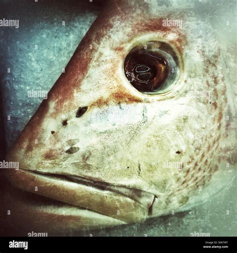 Close Up Dead Fish Eye Hi Res Stock Photography And Images Alamy