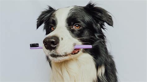 Gu A Paso A Paso Para Lavar La Boca De Tu Perro De Forma Segura Y