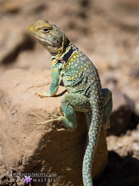 Eastern Collared Lizard Running