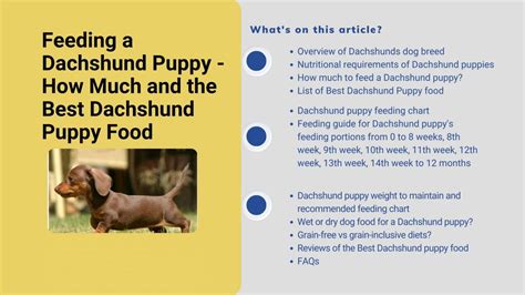 How Much To Feed Dachshund Puppies Helpful Chart For Week And Months