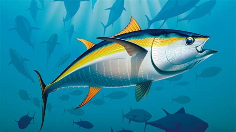 Yellowfin Tuna School