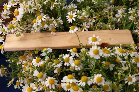 Premium Photo Heap Of Fresh Chamomile Flowers With Wooden Sign