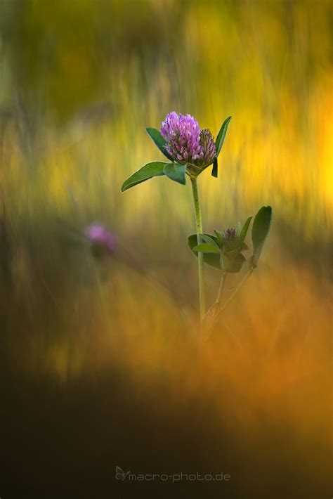 Wiesen Klee Trifolium Pratense Christian Freynik Flickr