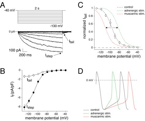 Time And Voltage Dependence Of The Hyperpolarization Activated Funny