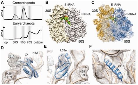 Cryo Em Structure And Molecular Model Of An Archaeal 70s Ribosome A Download Scientific