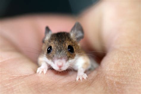 Die Kleinsten Mäuse Der Welt Foto And Bild Tiere Haustiere Nagetiere