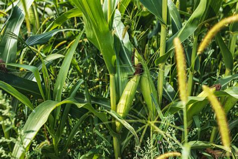 How To Grow Sweet Corn