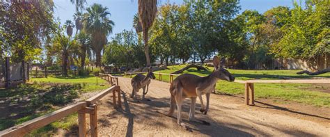 Roo Walkabout - Fresno Chaffee Zoo