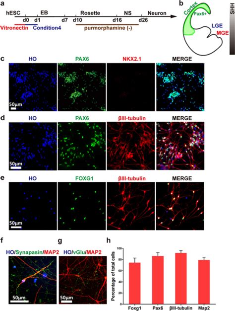 Directed Differentiation Of Hpscs To Cortical Neurons In A Xeno Free