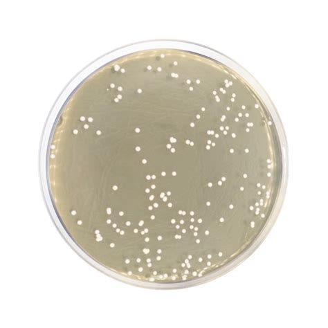 Agar Sabouraud Dextrosa Scisols