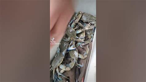 How To Keep Blue Crabs Alive Overnight Youtube