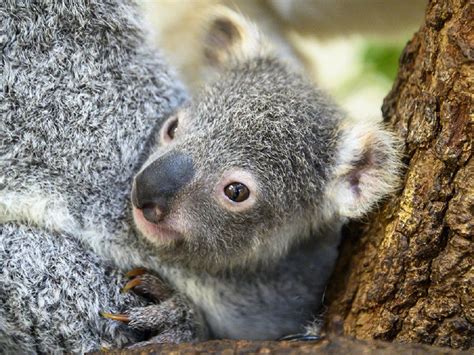 Newborn Koala named Hope | Baby koala born at Zoo Miami named 'Hope' to ...