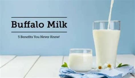 Buffalo Milk at Rs 85/litre | Buffalo Milk in Mumbai | ID: 2850641081448