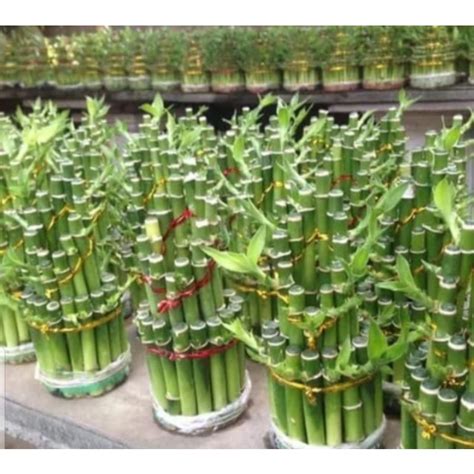 Jual Tanaman Hias Bunga Bambu Hoki Lucky Bamboo Shopee Indonesia