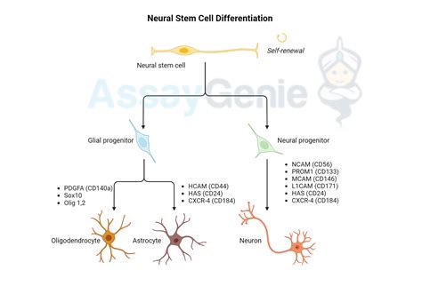 Neural Stem Cell Differentiation Pathways And Lineage Specific Markers