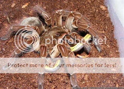 Goliath Bird-Eating Tarantula Photo by Cangelli | Photobucket