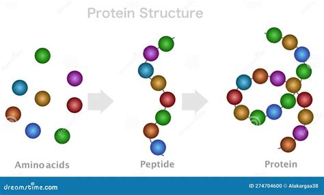 Protein Structure, Amino Acid, Peptide Chain, Polypeptide. DNA ...