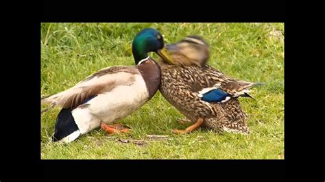 Aggressive Male Duck Attacks Hen To Force Mating A Struggle To Escape Ensues Youtube