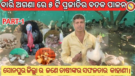 Duck Farming In Odisha Duck Farming Sonepur YouTube