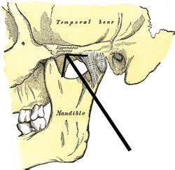 Lab Skull Bones Flashcards Quizlet