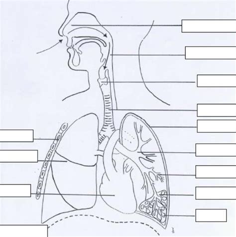 Appareil Respiratoire Diagram Quizlet