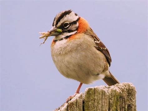 Foto Tico Tico Zonotrichia Capensis Por Jomar Garcia Wiki Aves A