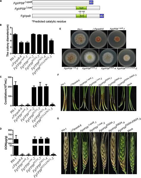 Frontiers Fgvps A Rab Gef Is Critical For Don Biosynthesis And