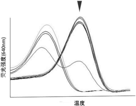 一种用于检测tert基因启动子突变的试剂盒及其检测方法和应用与流程