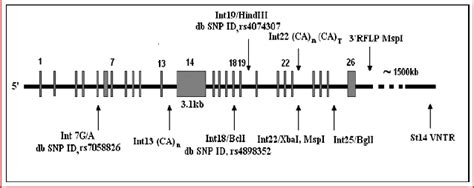 Structure of factor VIII gene depicting various polymorphic sites.... | Download Scientific Diagram